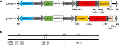 Base Editing in Peanut Using CRISPR/nCas9